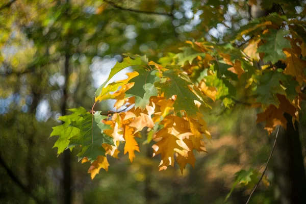 Ist Ein Herbsttag Park Den Bäumen Hängen Gelbe Rote Und — Stockfoto