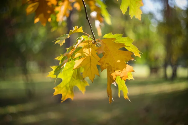 Día Otoño Parque Hay Hojas Amarillas Rojas Marrones Los Árboles —  Fotos de Stock