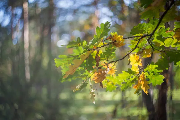 Día Otoño Parque Hay Hojas Amarillas Rojas Marrones Los Árboles —  Fotos de Stock