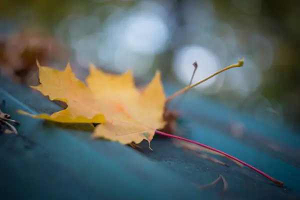 Una Giornata Autunnale Nel Parco Sono Foglie Gialle Rosse Marroni — Foto Stock