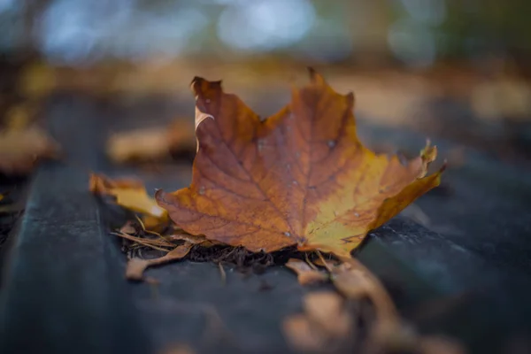 Una Giornata Autunnale Nel Parco Sono Foglie Gialle Rosse Marroni — Foto Stock