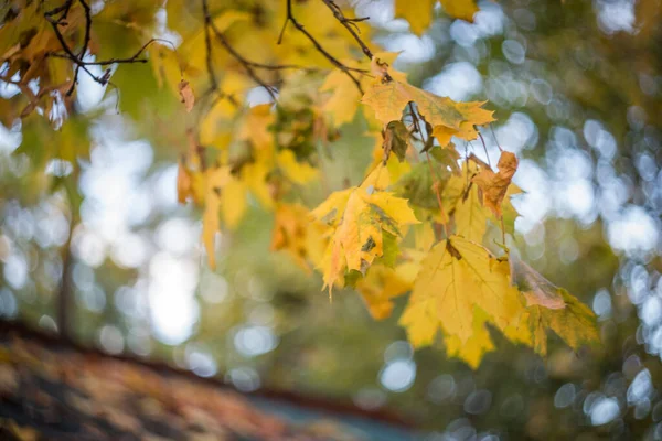 Una Giornata Autunnale Nel Parco Sono Foglie Gialle Rosse Marroni — Foto Stock