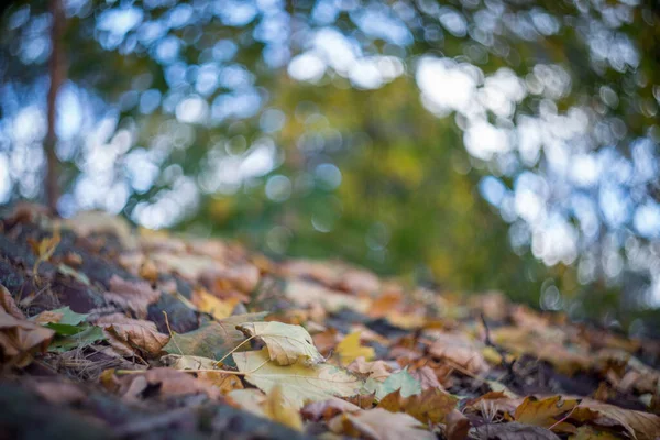 Una Giornata Autunnale Nel Parco Sono Foglie Gialle Rosse Marroni — Foto Stock