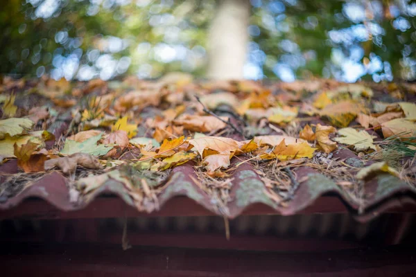 Jesienny Dzień Parku Drzewach Żółte Czerwone Brązowe Liście Liście Leżą — Zdjęcie stockowe