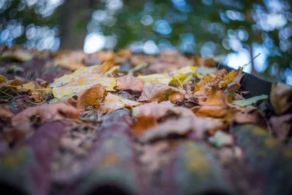 Het Herfst Het Park Zijn Gele Rode Bruine Bladeren Bomen — Stockfoto