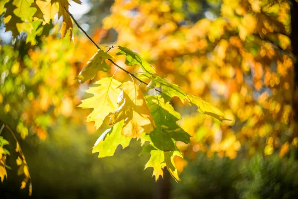 Ist Ein Herbsttag Park Den Bäumen Hängen Gelbe Rote Und — Stockfoto