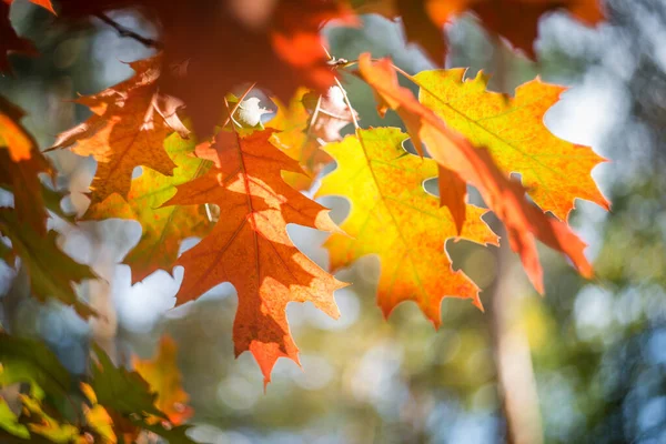 Día Otoño Parque Hay Hojas Amarillas Rojas Marrones Los Árboles —  Fotos de Stock