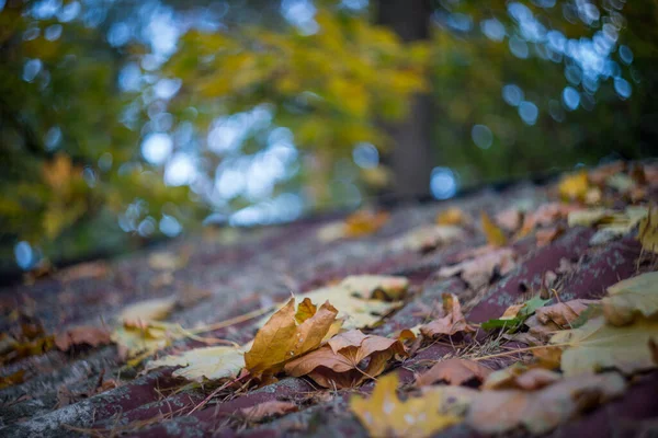 Una Giornata Autunnale Nel Parco Sono Foglie Gialle Rosse Marroni — Foto Stock