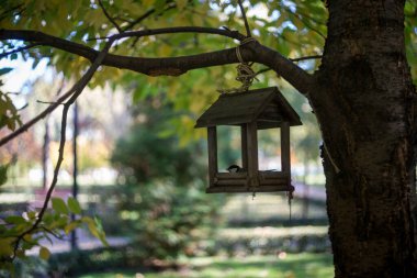 Kuş yemliği. Bir sonbahar ormanındaki ağaçta bir kuş besleyicisi var..