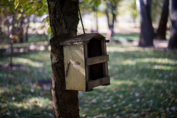 Alimentador Aves Hay Comedero Aves Árbol Bosque Otoño — Foto de Stock