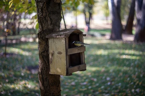 Vogelvoeder Een Vogel Voeder Een Boom Een Herfst Woud — Stockfoto