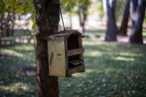 Vogelvoeder Een Vogel Voeder Een Boom Een Herfst Woud — Stockfoto