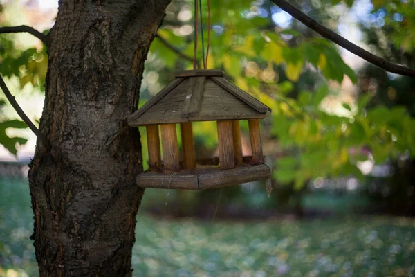 Alimentatore Uccelli Una Mangiatoia Uccelli Albero Una Foresta Autunnale — Foto Stock