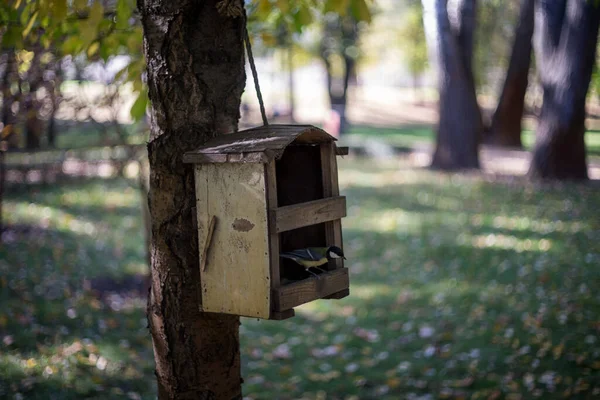 Alimentatore Uccelli Una Mangiatoia Uccelli Albero Una Foresta Autunnale — Foto Stock
