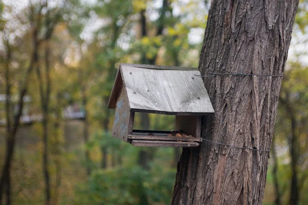 Alimentatore Uccelli Una Mangiatoia Uccelli Albero Una Foresta Autunnale — Foto Stock