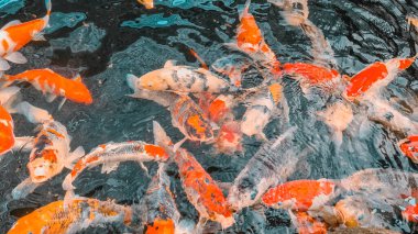 Koi balığı ya da sazan balığı gölette yüzüyor.