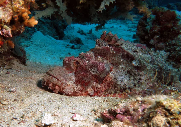 Scorpionfish Barbudo Descansando Sob Uma Rocha Ilha Boracay Filipinas — Fotografia de Stock