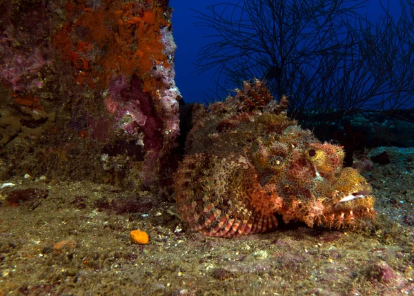 Scorpionfish Barbu Sur Une Épave Boracay Island Philippines — Photo