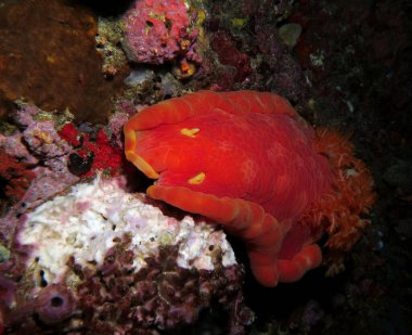 Kırmızı İspanyol Dansçı çıplak Pescador Adası Filipinleri 