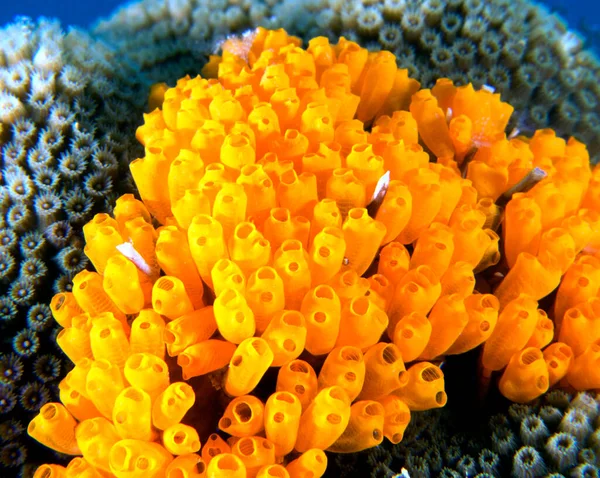 Clavelina Flava Arrecife Poco Profundo Isla Boracay Filipinas — Foto de Stock