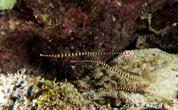 Banded Pipefish Sheltered Rock Boracay Island Philippines — Stock Photo, Image