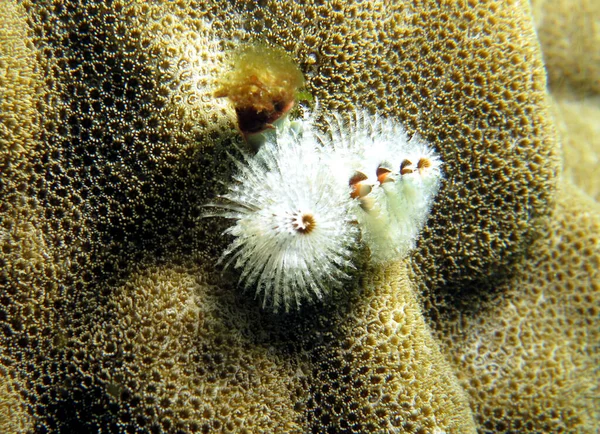 菲律宾波拉凯褐色珊瑚上的白色圣诞树蠕虫 — 图库照片