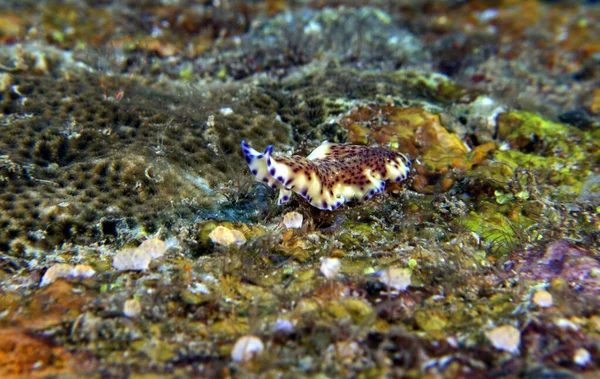 Bir Pseudoceros Sp solucanı Boracay Adası Filipinleri 'nde sürünüyor