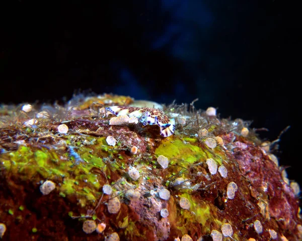 Een Pseudoceros Platworm Kruipend Boracay Island Filippijnen — Stockfoto