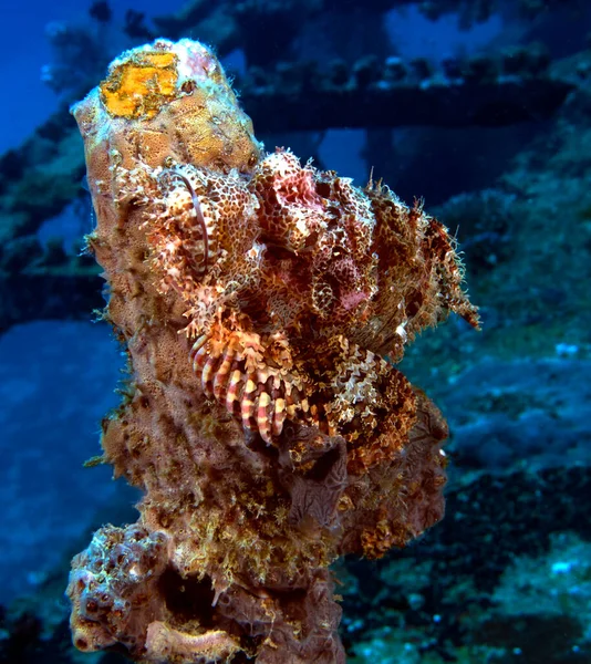 Ein Bärtiger Skorpionfisch Getarnt Auf Einem Posten Der Insel Boracay — Stockfoto