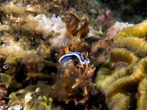 Bir Chromodoris Lochi çıplak dalışı mercanlar üzerinde sürünüyor Boracay Filipinleri
