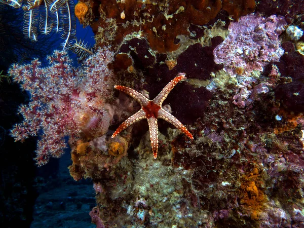 Fromia Monilis, Boracay Adası 'ndaki bir enkazda kolye olarak da bilinir.