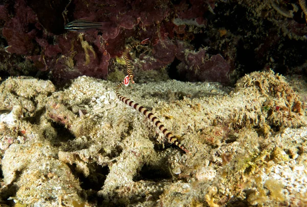 Banded Pipefish Sheltered Rock Boracay Island Philippines — Stock Photo, Image