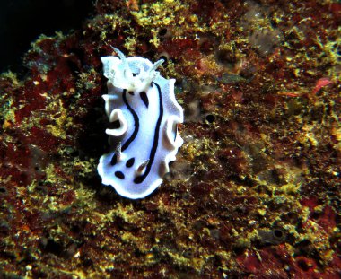 Bir Chromodoris Willani çıplak Boracay Adası Filipinleri