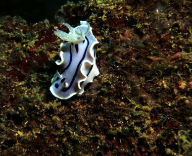 Bir Chromodoris Willani çıplak Boracay Adası Filipinleri                               