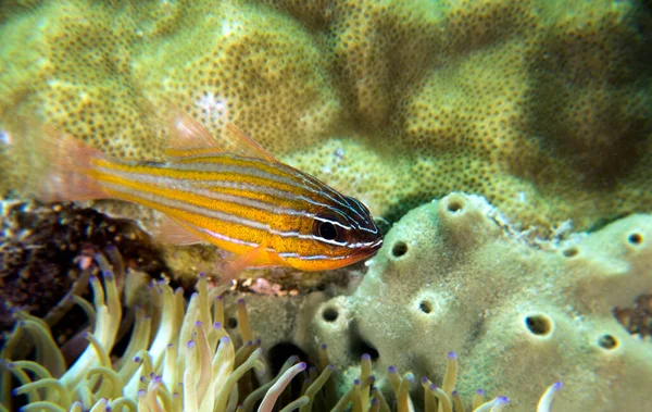 Peixes Cardeais Listrados Amarelos Boracay Island Filipinas — Fotografia de Stock