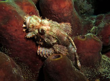 Sakallı Akrep Balığı, yumuşak mercan Cebu Filipinleri 'nde kamufle oldu.  