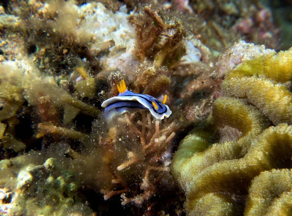 Una Nudirama Chromodoris Lochi Arrastrándose Sobre Corales Boracay Filipinas — Foto de Stock