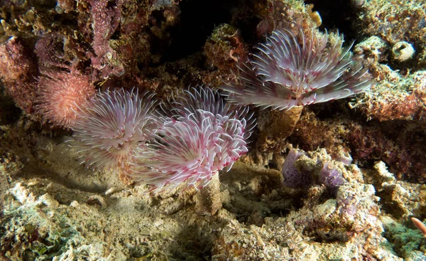 Pinkfarbene Röhrenwürmer Auf Einem Flachen Riff Boracay Island Philippinen — Stockfoto