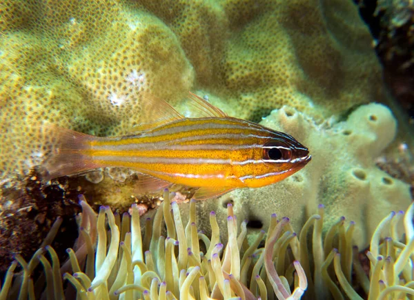 Pesce Cardinale Strisce Gialle Isola Boracay Filippine — Foto Stock