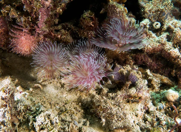 Pink Tube worms on a shallow reef Boracay Island Philippines