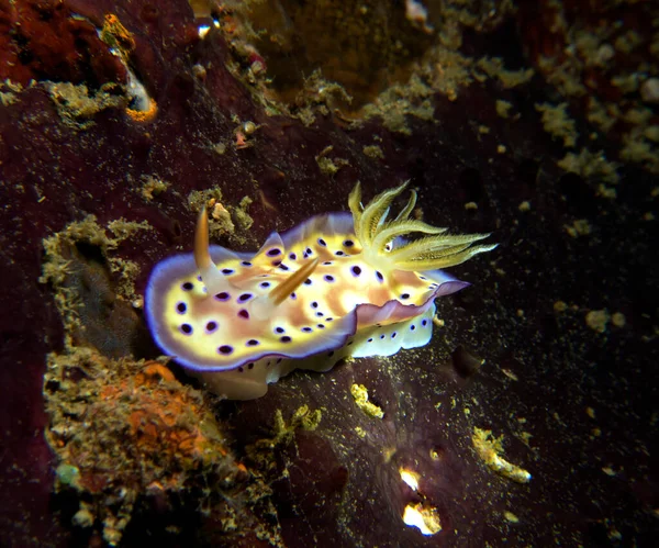 Goniobranchus Kuniei Nudibranch Plazí Boracay Island Filipíny — Stock fotografie