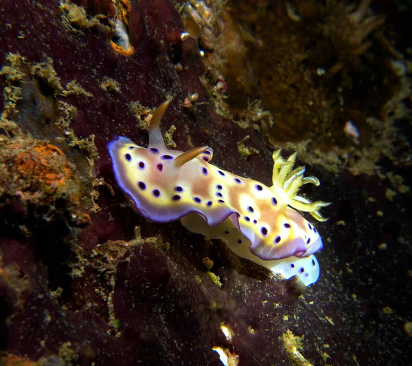 Goniobranchus Kuniei Nudibranch Crawling Boracay Island Philippines - Stock-foto