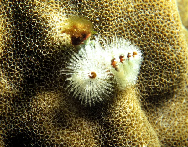 Een Witte Kerstboom Worm Bruin Koraal Boracay Filippijnen — Stockfoto