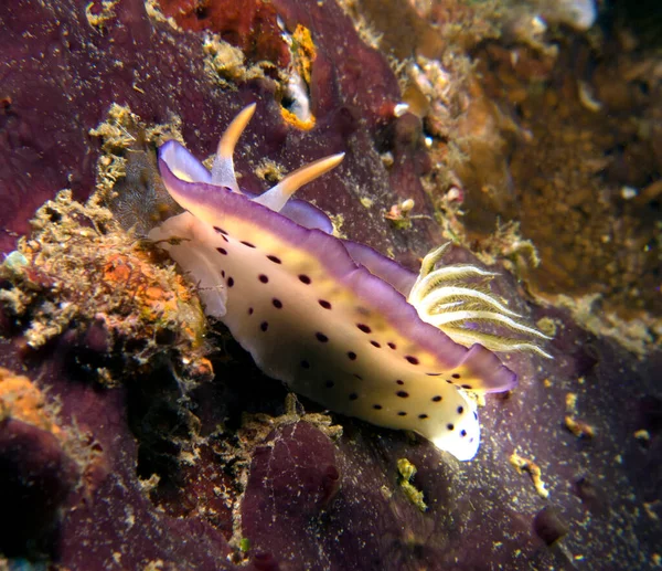 Goniobranchus Kuniei Nudibranch Crawling Boracay Island Philippines - Stock-foto