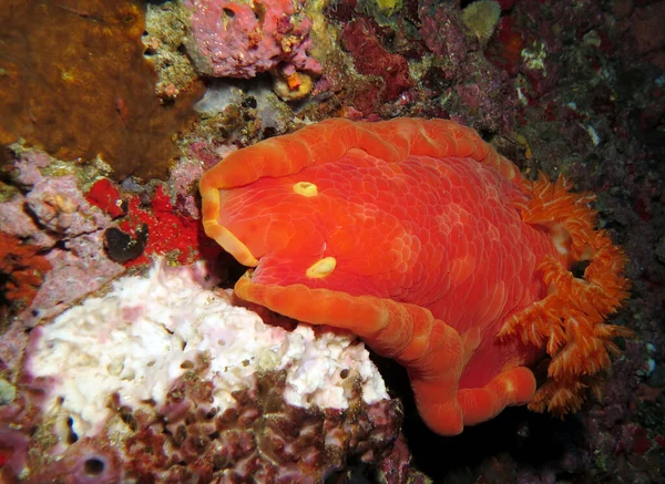 Röd Spansk Dansare Nudibranch Pescador Island Philippines — Stockfoto