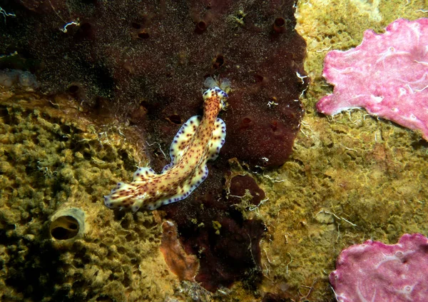 Pseudoceros Flatworm Rastejando Coral Macio Boracay Island Filipinas — Fotografia de Stock