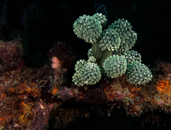 Oxycorynia Fascicularis Auch Bekannt Als Stalked Green Ascidian Boracay Island — Stockfoto