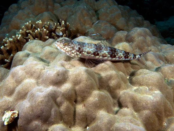 Sand Lizardfish Resting Coral Boracay Island Philippines — Stock Photo, Image