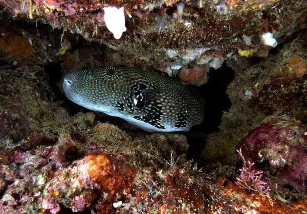 Map Pufferfish Sheltered Rock Boracay Island Philippines — Stock Photo, Image