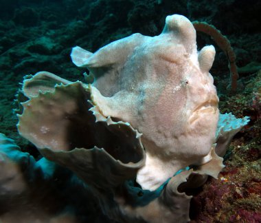 Gri bir mercan Boracay Adası Filipinlerinde beyaz bir kurbağa balığı